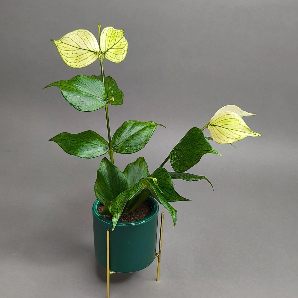 Hoya Polyneura fishtail