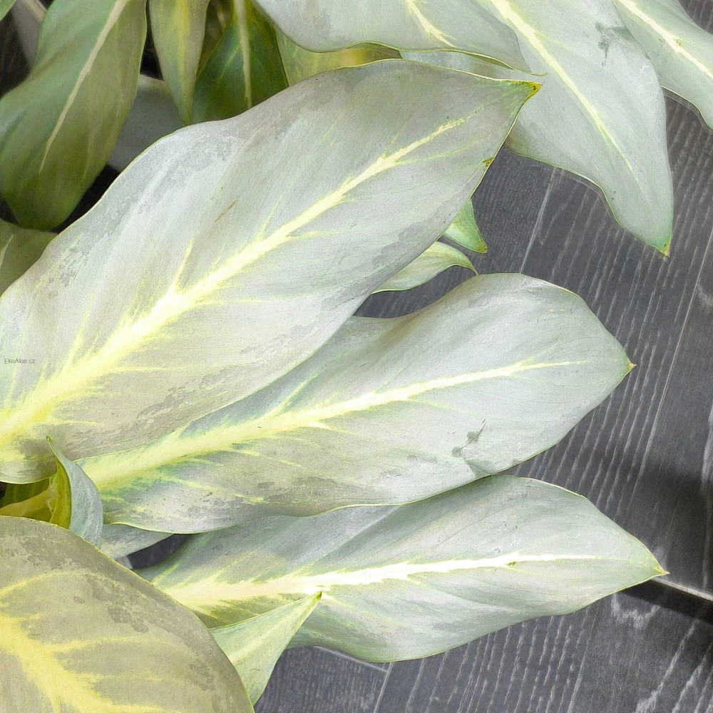 Aglaonema Ghost