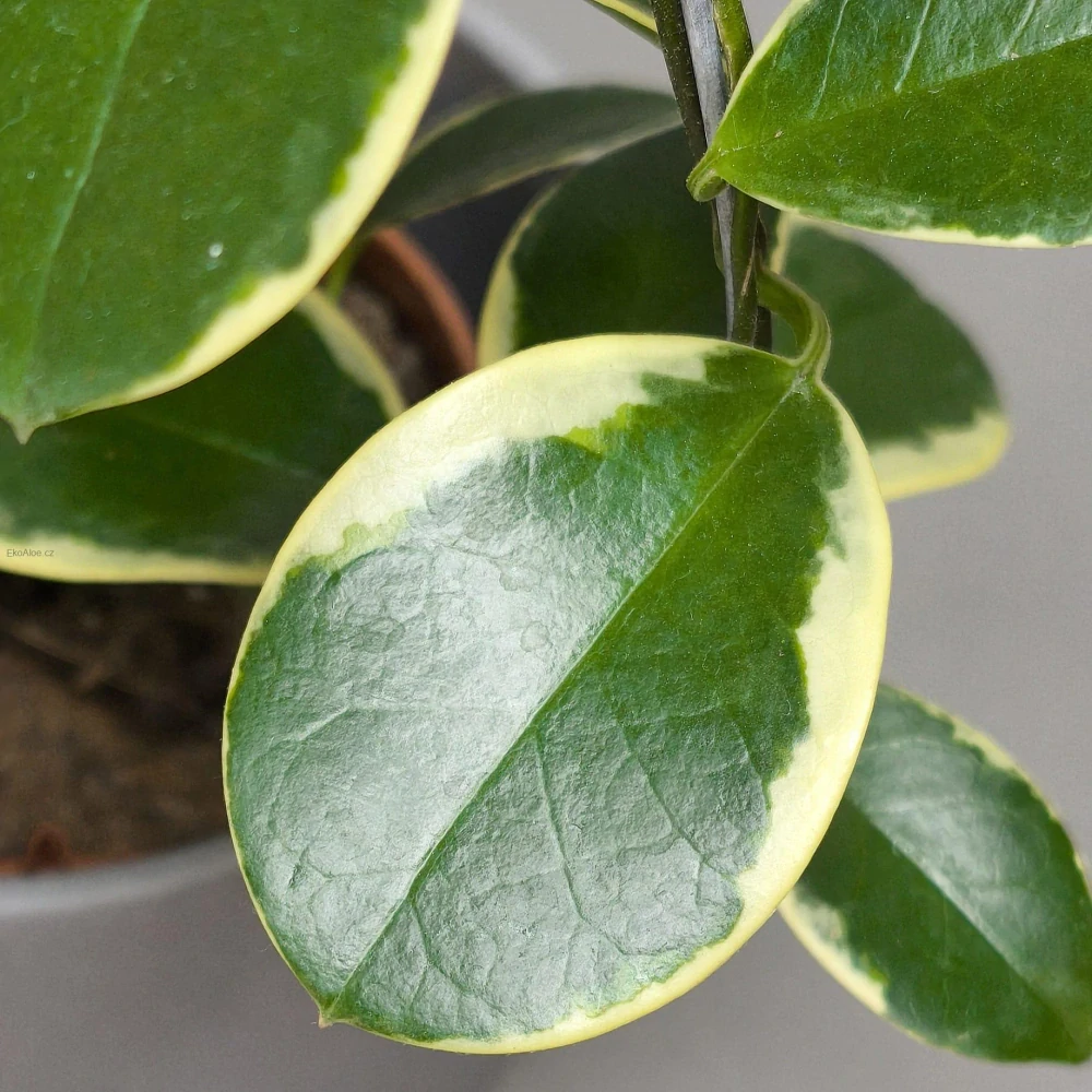 Hoya Australis albomarrginata Blondie
