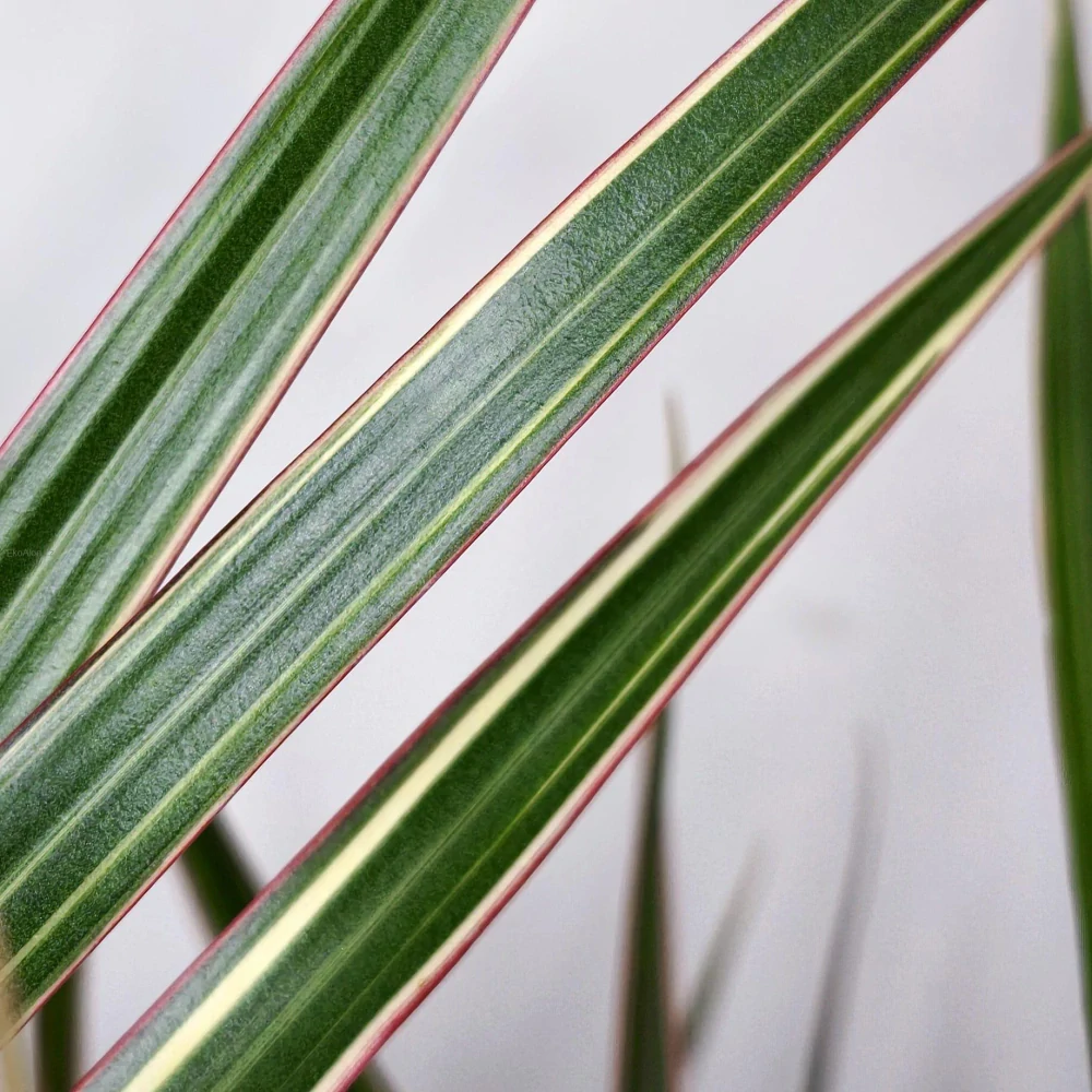 Dracaena marginata Bicolor (dračinec lemovaný)