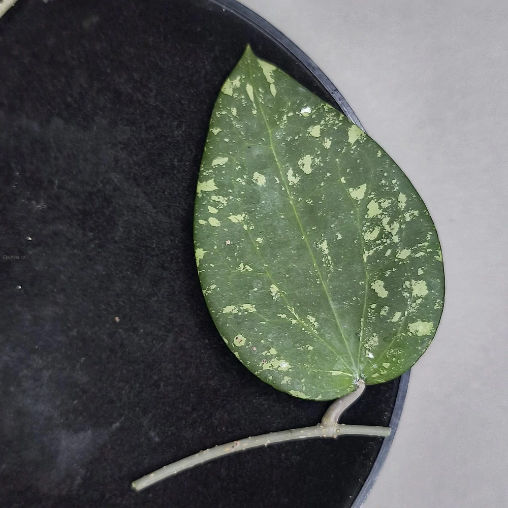Hoya Glabra giant Splash řízek k zakořenění.