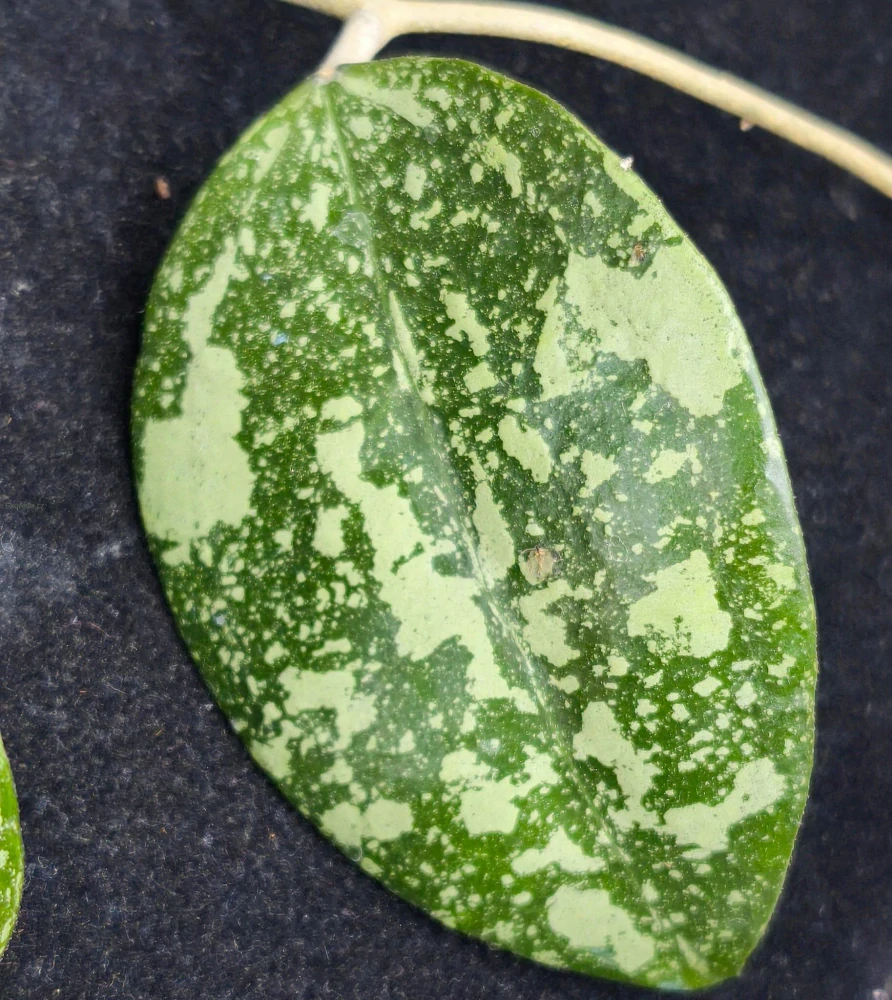 Hoya verticillata (sp. Nganjuk) řízek k zakořenění.