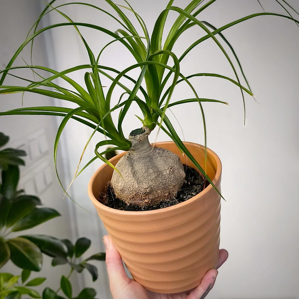 Bokarnea tlustokmenná, Nolina, Sloní noha větvená