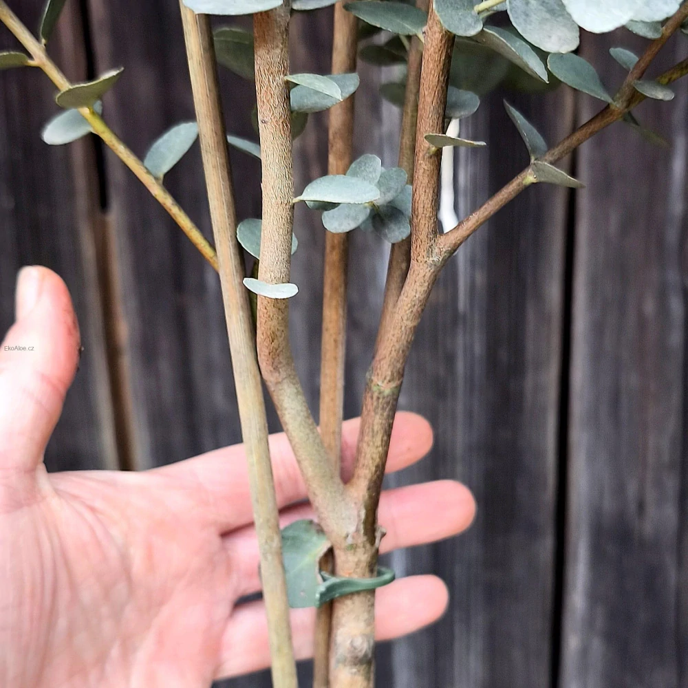 Eucalyptus gunnii AZURA