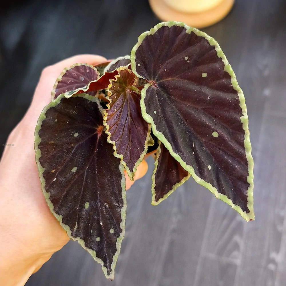Begonia darthvaderiana