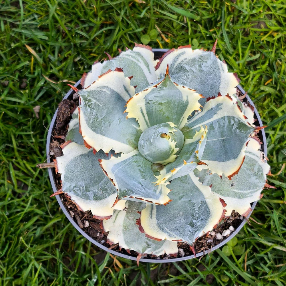 Agave potatorum Kissho Kan