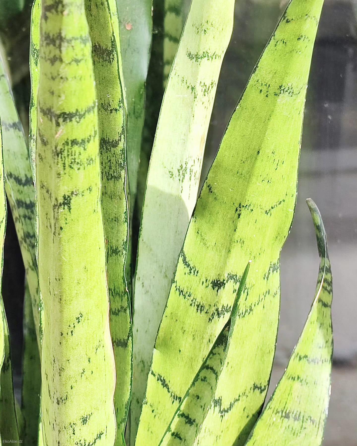 Sansevieria Zeylanika