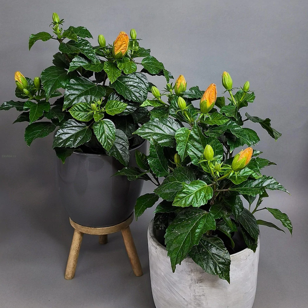 Hibiscus rosa-sinensis ‘Orange’ (ibišek)