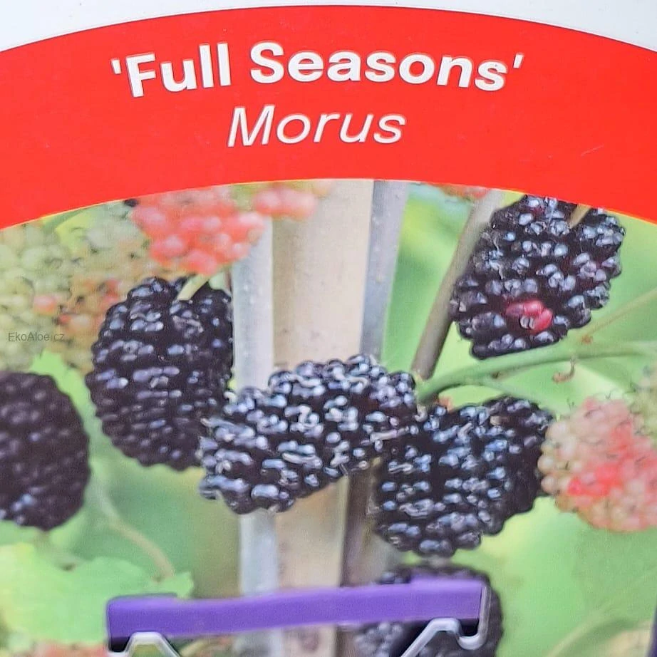 Morušovník černý Full Seasons