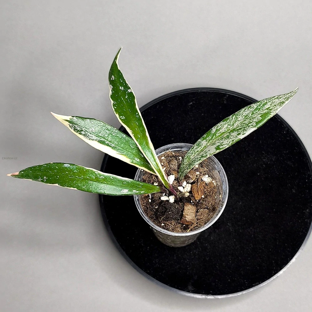 Hoya Pubicalyx Pink Silver albomarginata splash