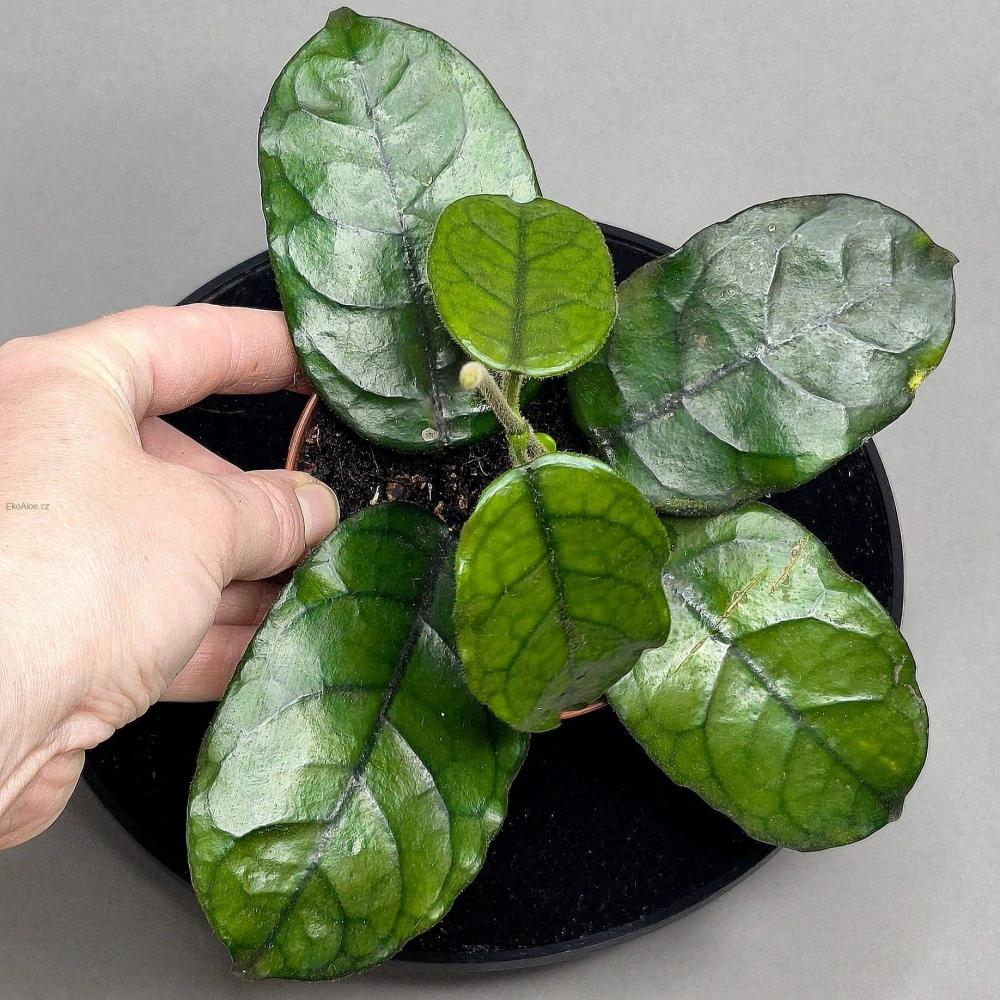 Hoya villosa Cao Bang Vietnam 