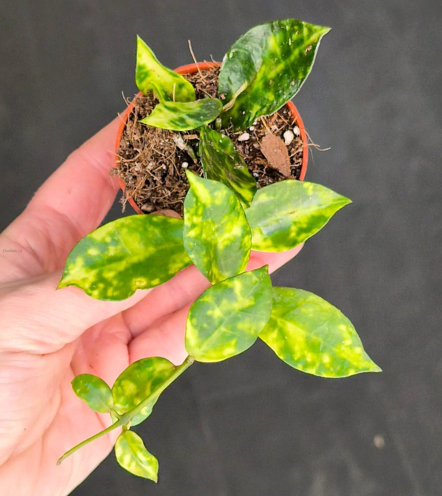 Hoya lacunosa Amarillo
