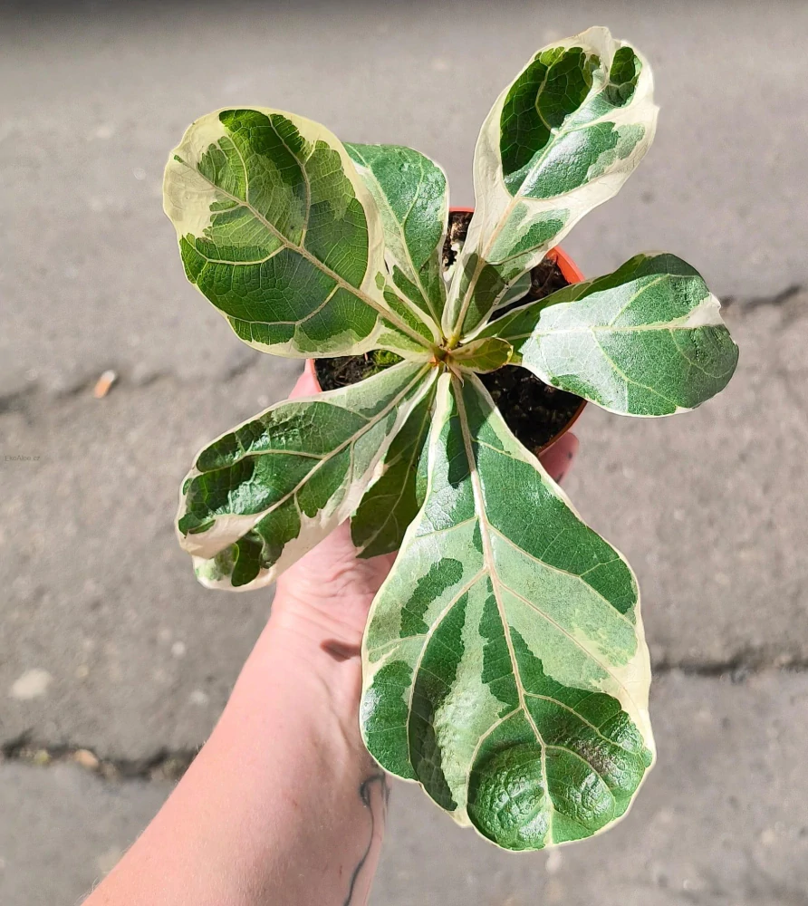 Ficus Lyrata Variegata