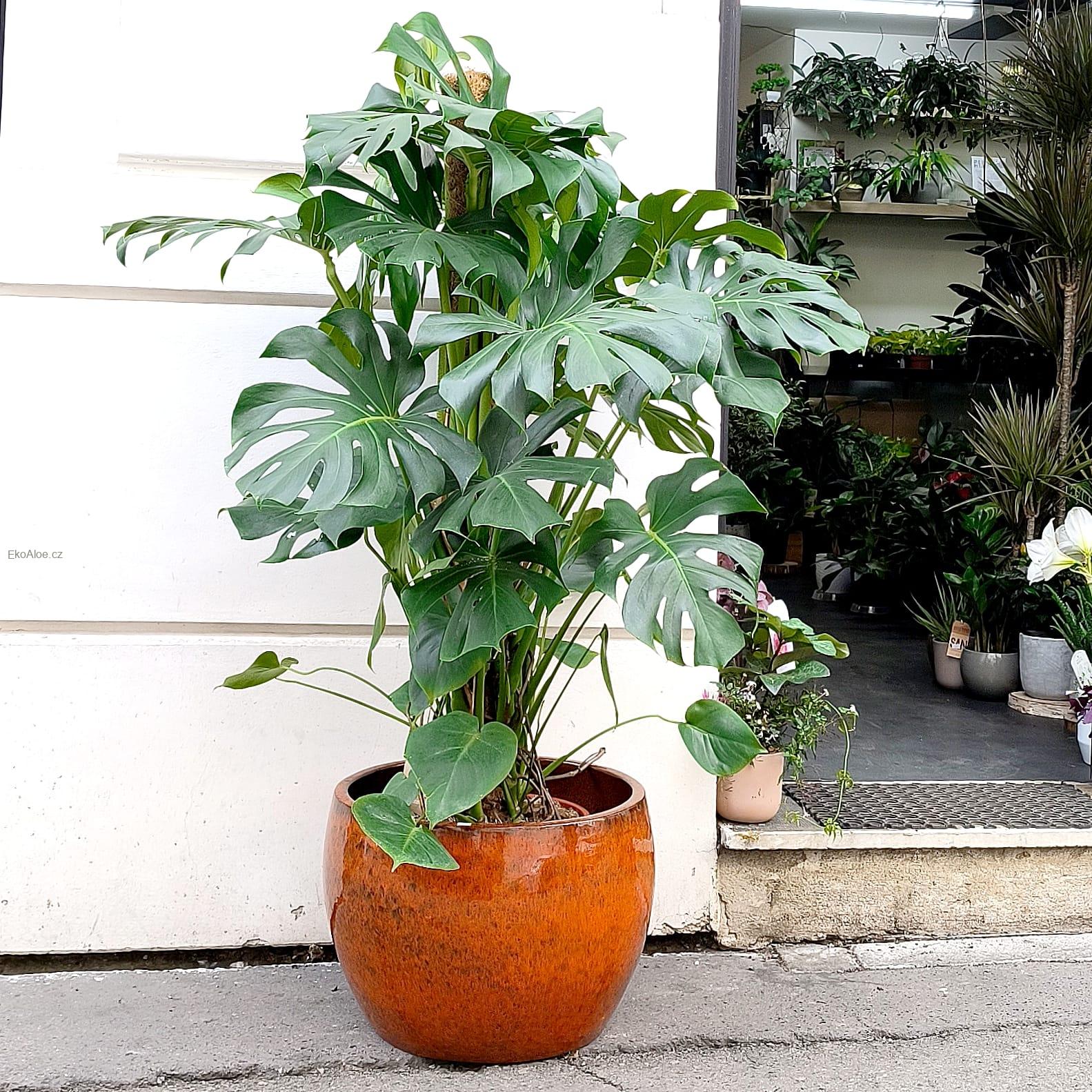 Monstera deliciosa Liebm XXL
