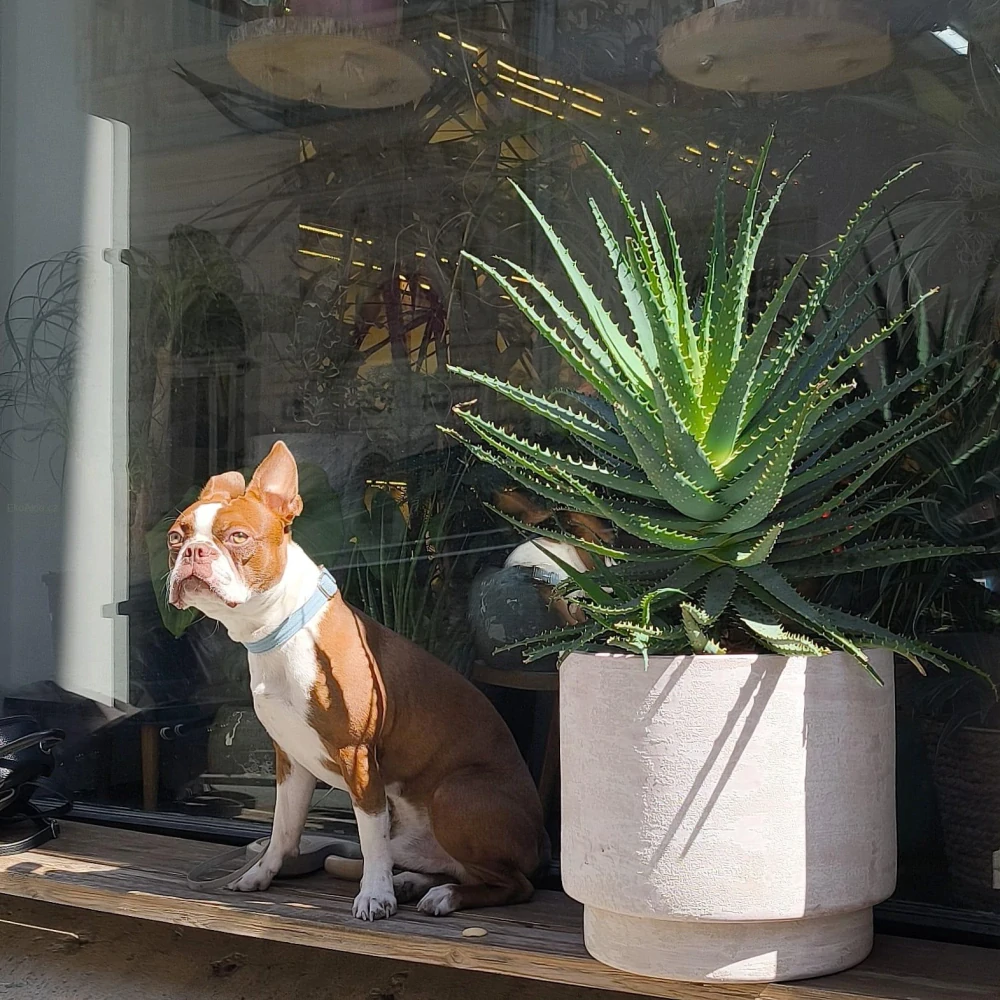 Aloe stromovitá XXL- Aloe arborescens