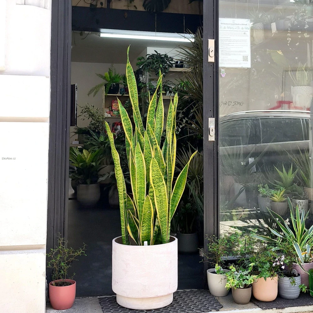 Sansevieria trifasciata Laurentii 3XL