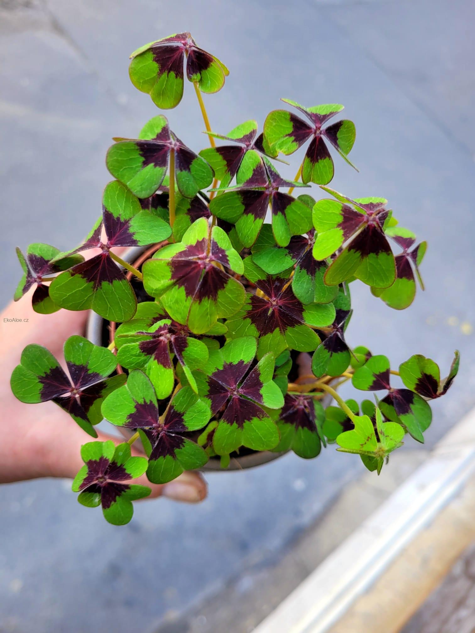Oxalis deppei Geluk Engels