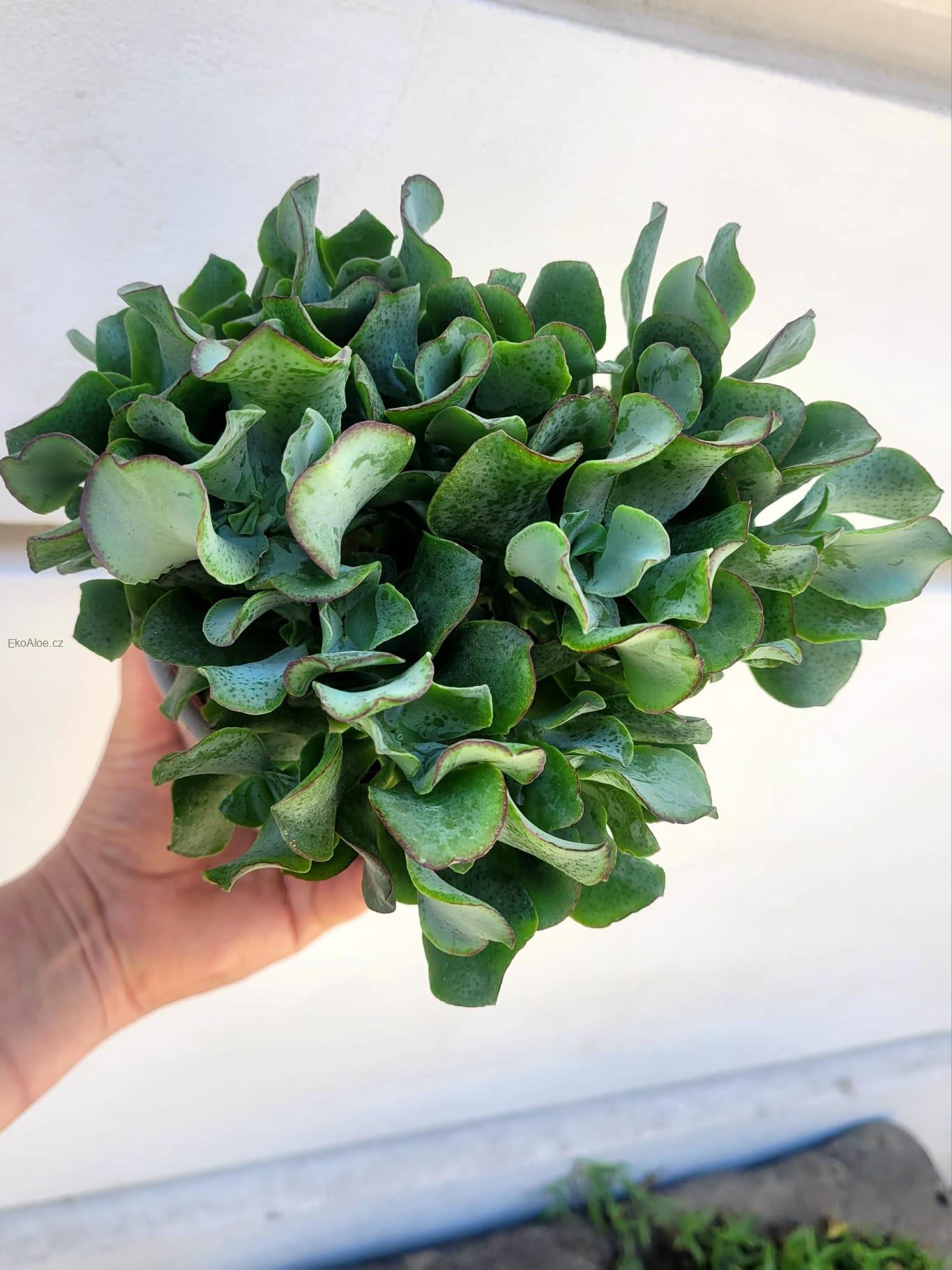 Crassula “Curly Green”