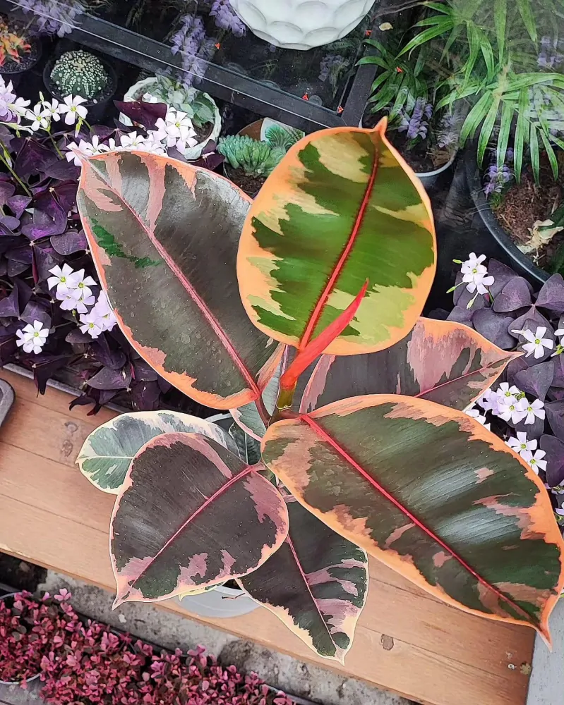 Ficus elastica robusta Belize