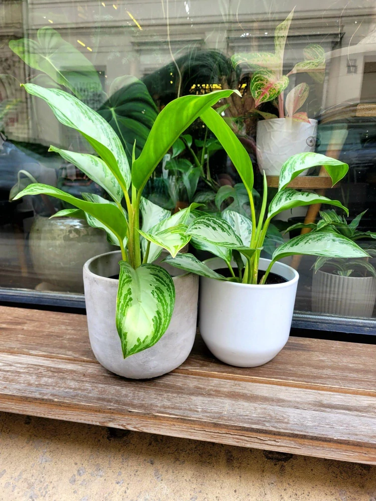 Aglaonema commutatum silver Bay 