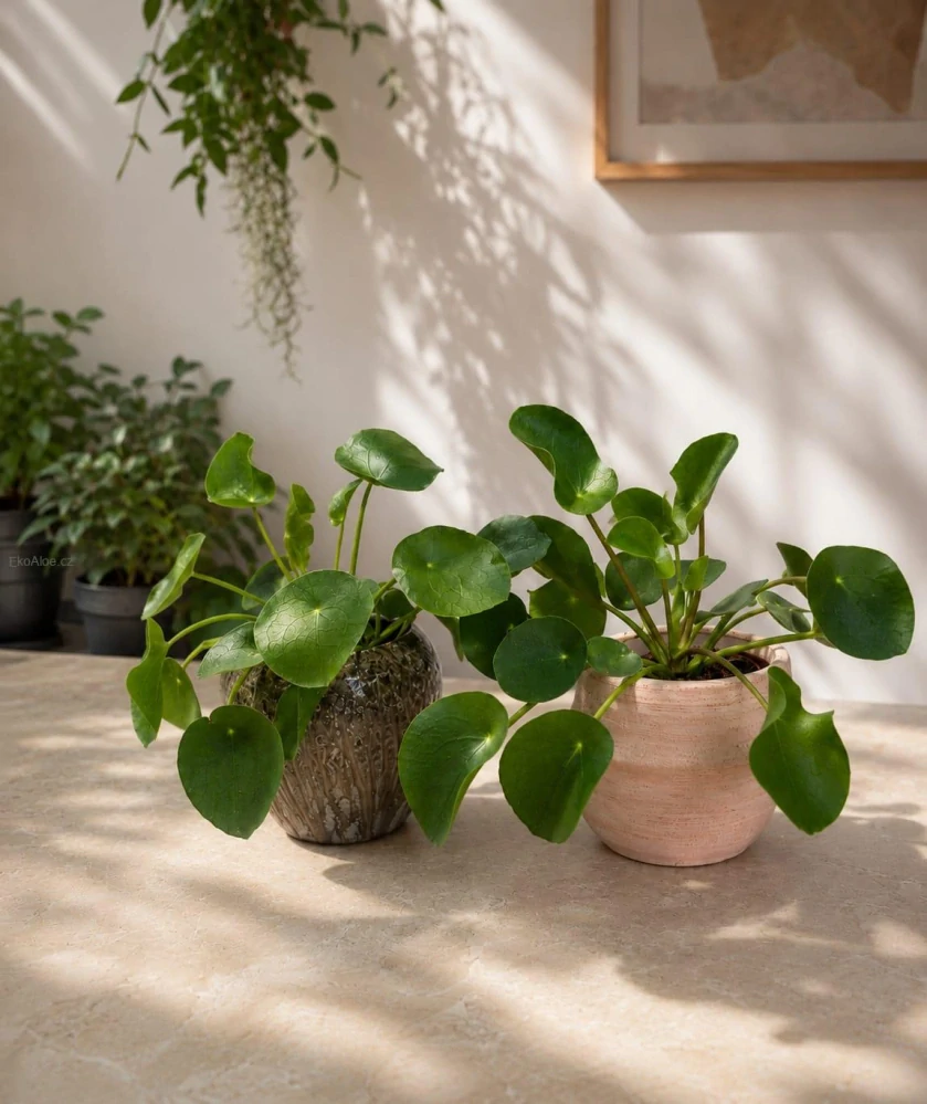 Pilea peperomioides