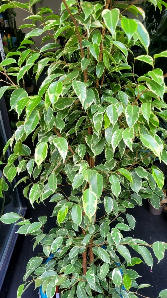 Ficus benjamina Golden King