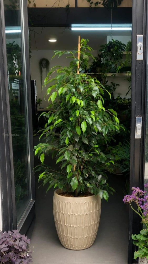 Ficus Benjamina Danielle