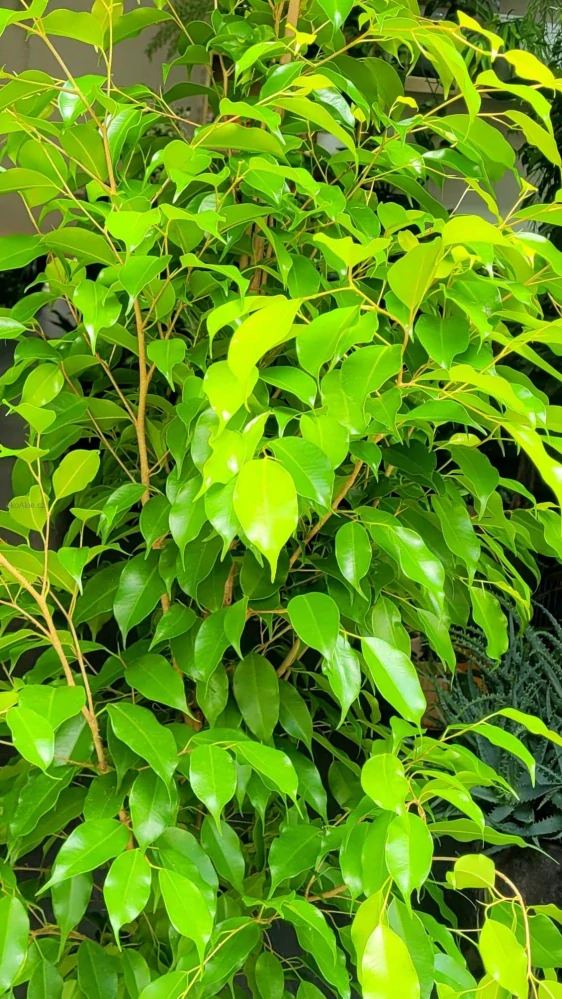 Ficus Benjamina Golden Moique XXL