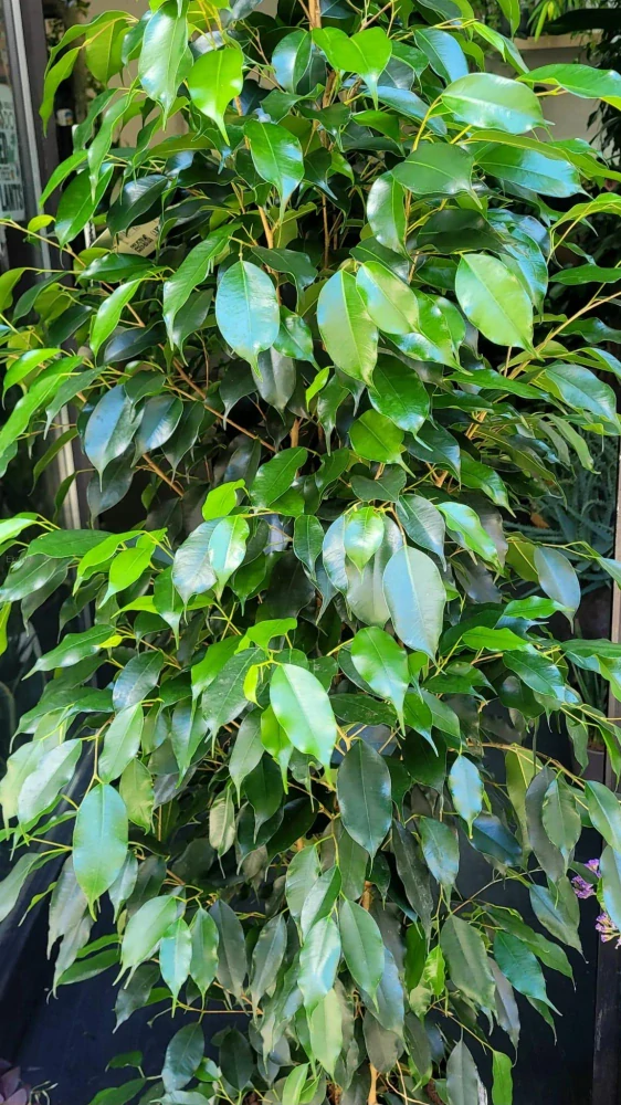 Ficus Benjamina Danielle XXL