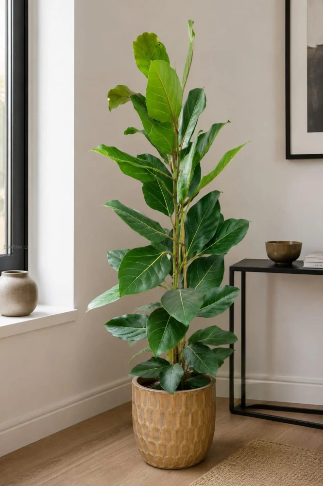 Ficus benghalensis Audrey