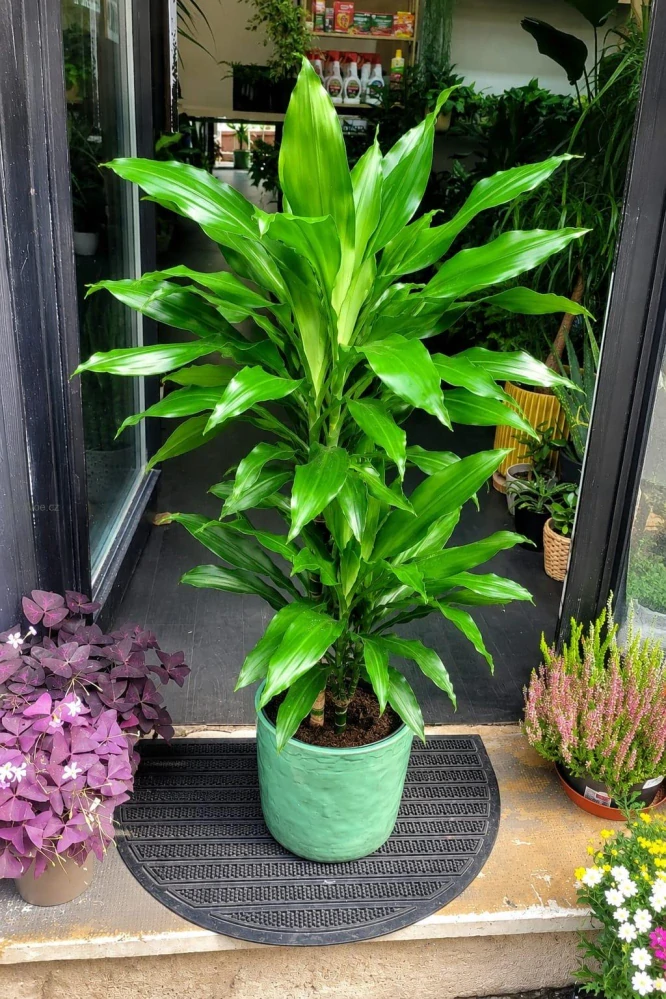 Dracaena fragrans Janet Lind