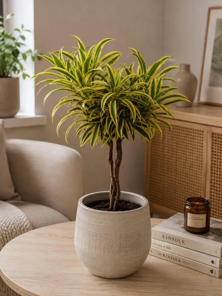 Dracaena fragrans Song of India twisted
