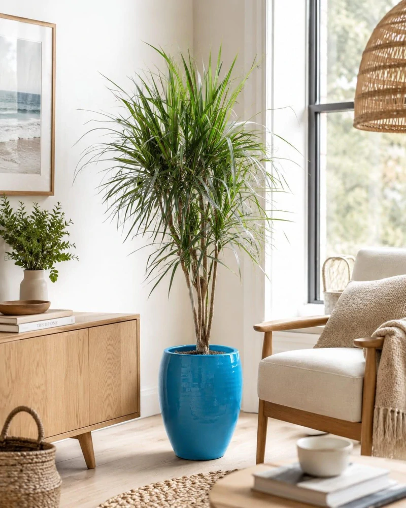 Dracaena marginata Branch