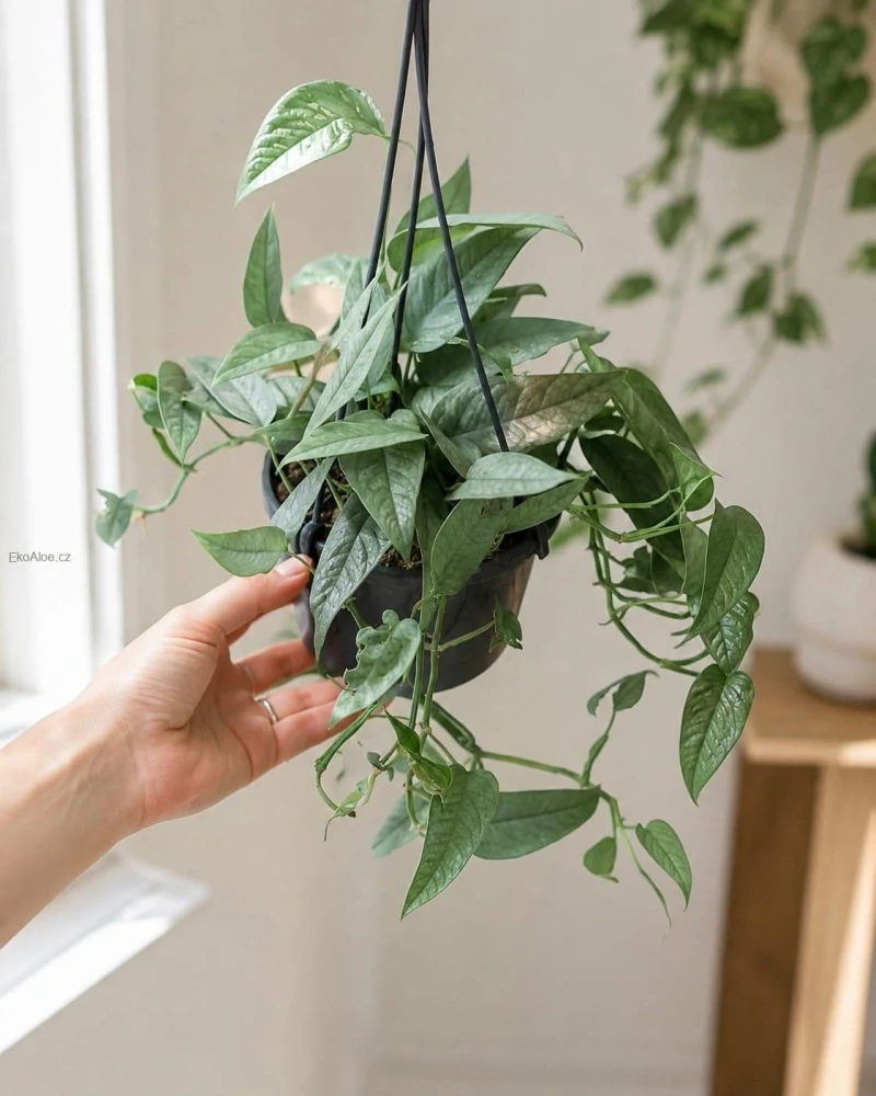 Epipremnum pinnatum Cebu blue v závěsu