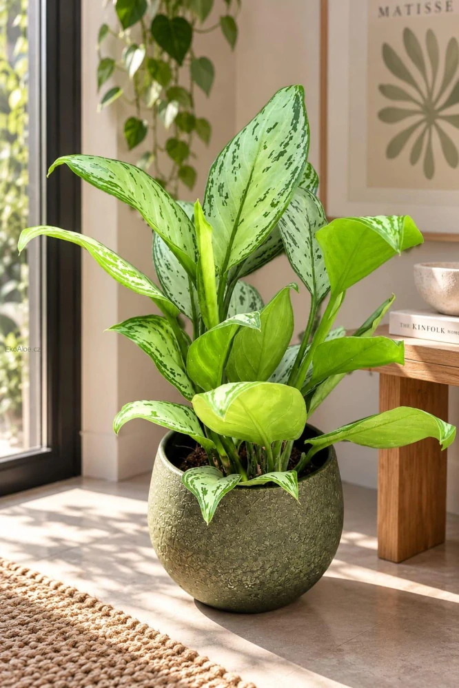 Aglaonema Maria Christina