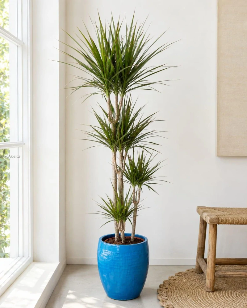 Dracaena marginata XXL