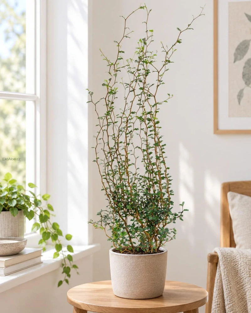 Sophora Little Baby
