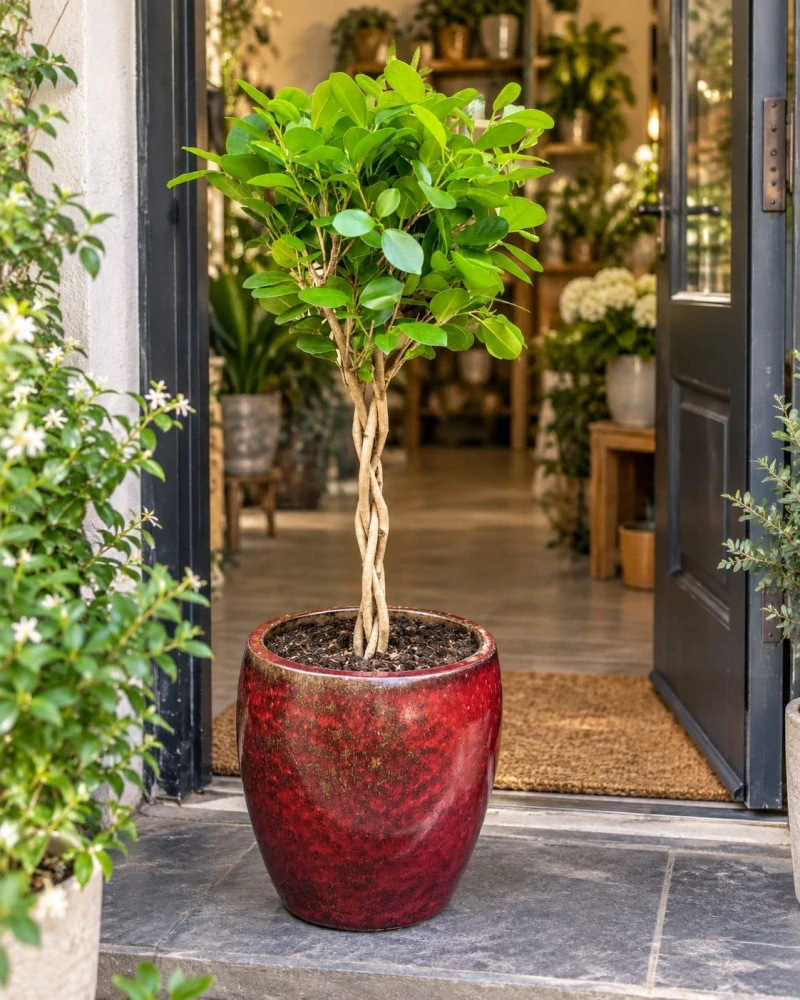Ficus microcarpa Moclame-Twisted