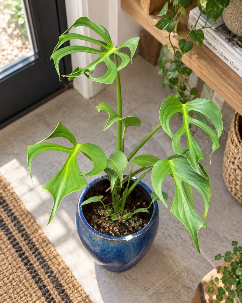 Monstera Burle Marx Flame