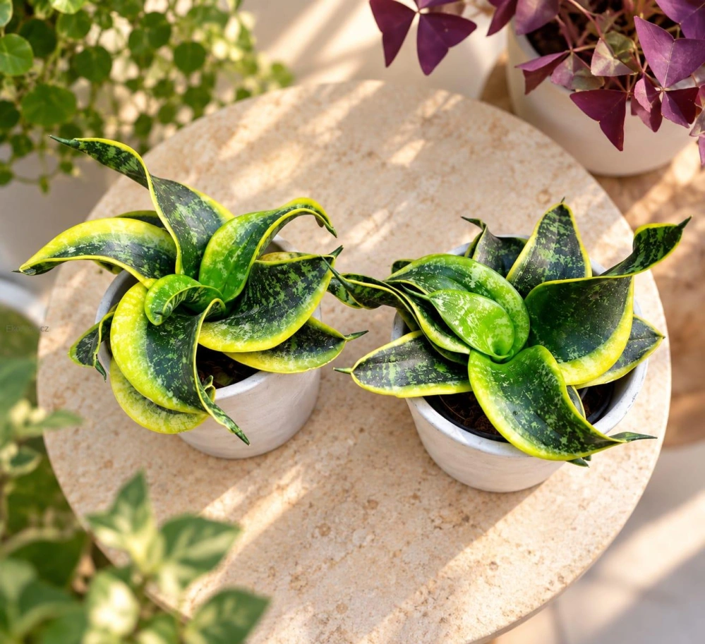 Sansevieria trifasciata Twisted Sister