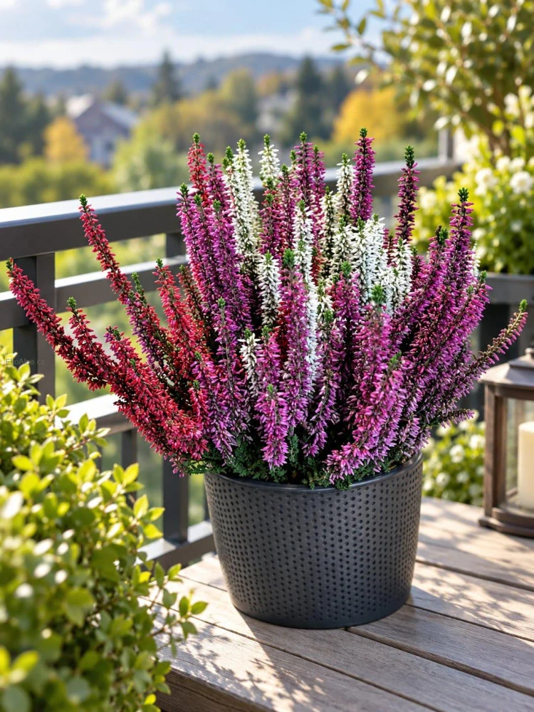 Calluna vulgaris ‘Trio Mix’