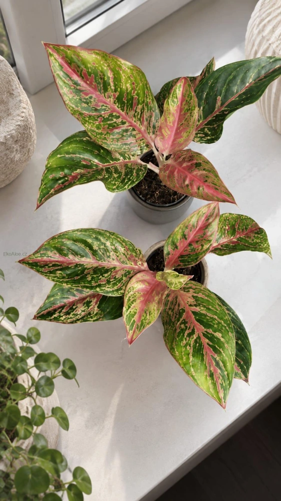 Aglaonema Siam Aurora