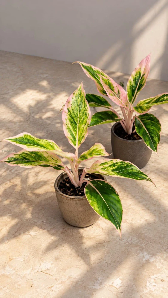 Aglaonema Pink Aurora