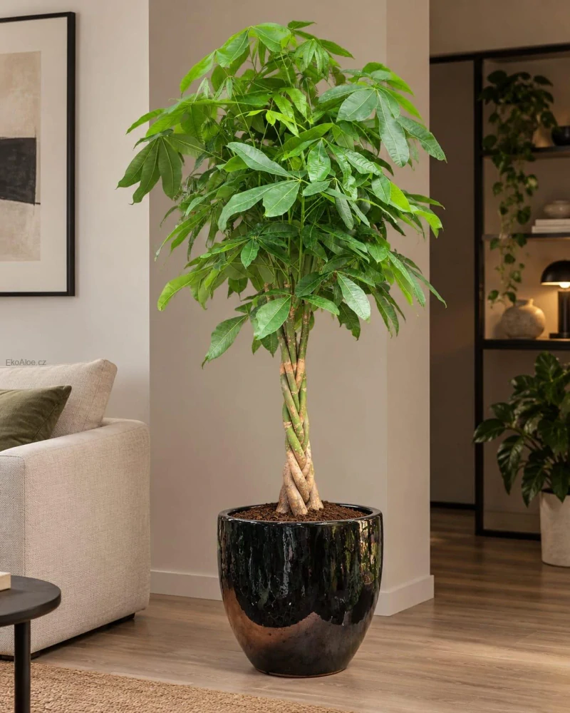 Pachira aquatica XXL