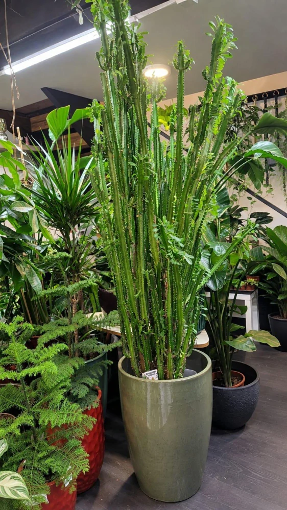 Euphorbia trigona XXL