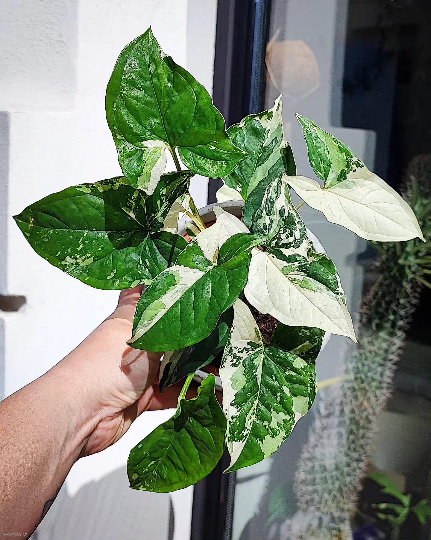 Syngonium Albo Variegata