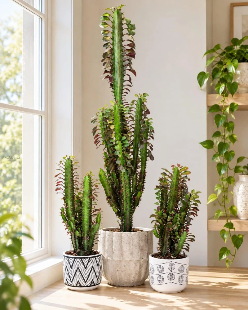 Euphorbia trigona 'Rubra' – Pryšec trojhranný