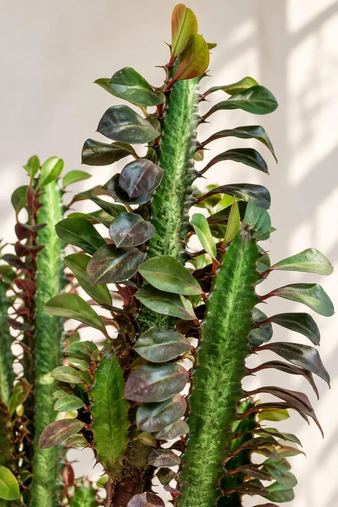Euphorbia trigona 'Rubra' – Pryšec trojhranný