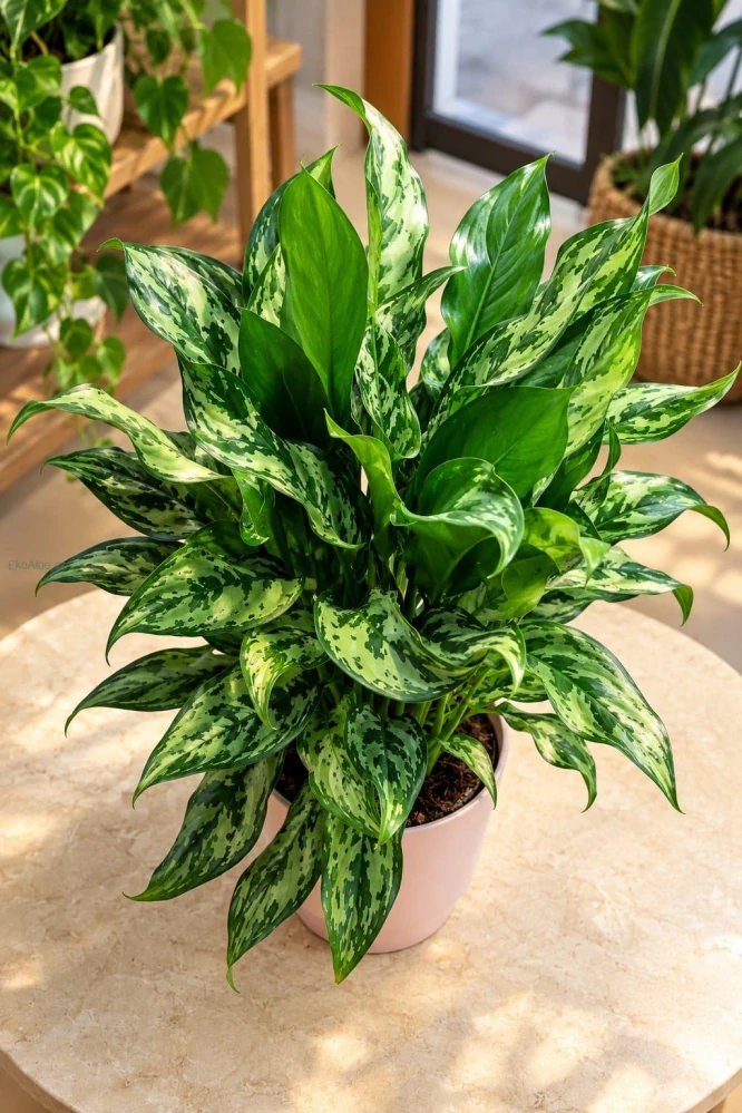Aglaonema Miss Juliette XL