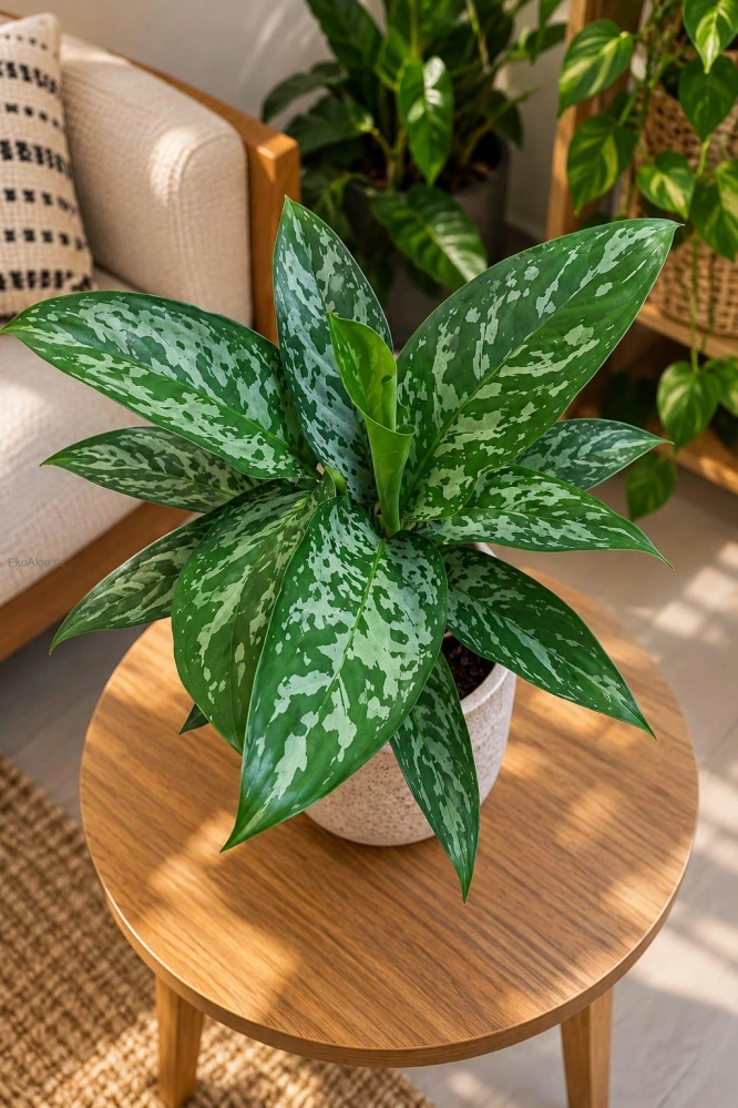 Aglaonema Green Lady